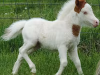 Klisna, Miniature horse — foto 8
