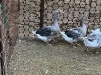 Gri ve Gri Benekli Danimarka Kazı — foto 4