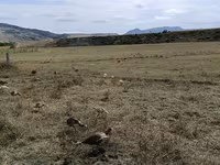 Turkeys — fotografija 4