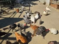 Chickens — 照片 2