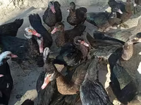 Ducks — foto 3