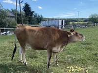 گاو ماده, نژاد جرسی — عکس 2