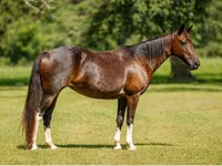 Кобила, American paint horse — снимка 8