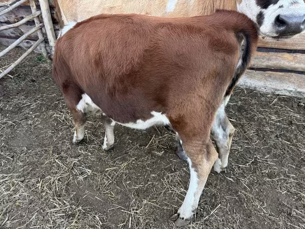 Говеда (партида, пол не е посочен), Simmental cattle
