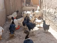 Chickens — عکس 5