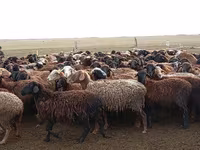 قوچ, گوسفند — عکس 4