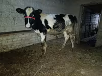 ხარი, Russian Black pied cattle — ფოტო 4