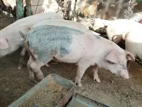 Porci (lot, sex nespecificat), Porci — foto 1
