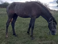 Hingst, Heste — foto 2