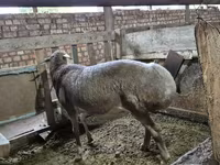 แกะตัวผู้, Arashan sheep — รูปภาพ 6