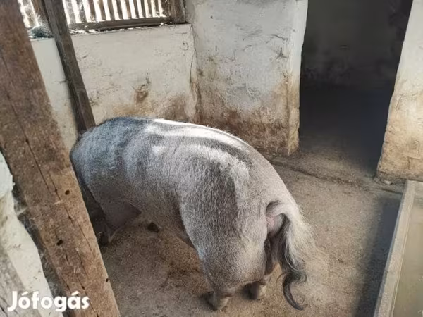 母猪, Мангалица