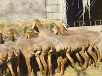 Ovca, Arashan sheep — fotografija 1