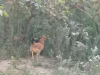 Chickens — foto 2