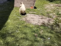 Silkie — foto 5