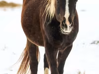 Horse (M), Rocky Mountain Horse — photo 7