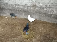 Bantam — fotografija 1