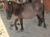 Klisna, Shetland Pony — foto 7