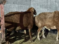 公羊, Edilbay sheep — 照片 1