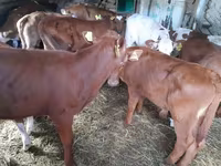 ষাঁড়, গরু — ছবি 2