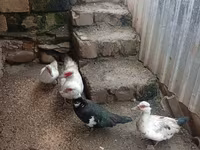 Ducks — รูปภาพ 3