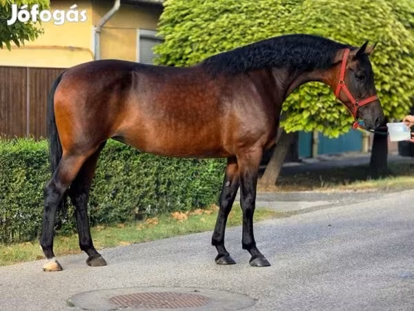 Merrie, Paarden