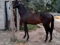 ፈረስ, Thoroughbred horse — ፎቶ 3