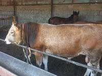 گاو نر, Swiss cattle — عکس 2