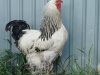 Brahma — foto 1