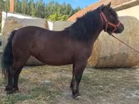 Mare, Horses — photo 5