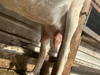 Koza, Alpine goat — foto 5