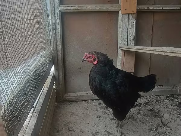 Chickens