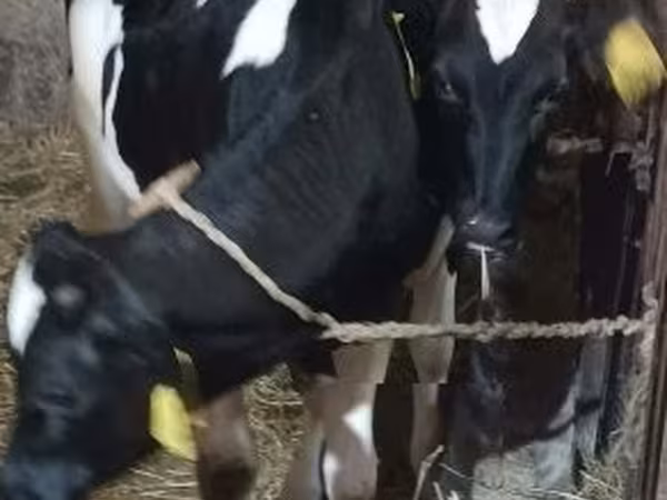 Bull, Holstein breed — Hungary