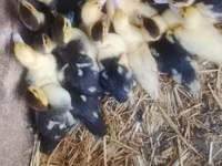Ducks — fotografija 2