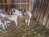 แพะตัวผู้, Boer goat — รูปภาพ 2