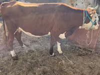 Krava, Latvian Blue cattle — foto 3