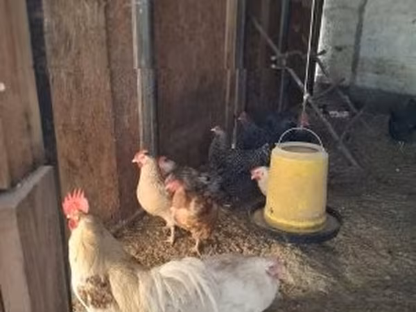 Chickens