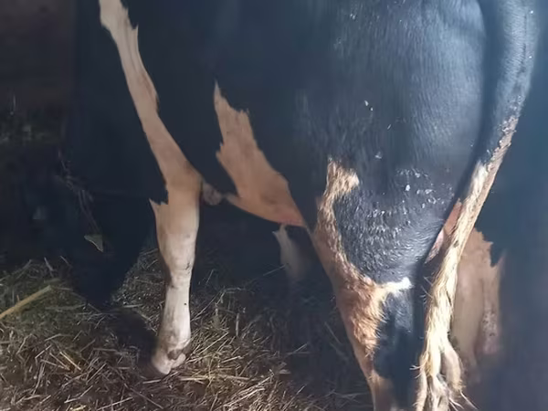 Tyre, Holstein-race
