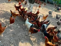 Chickens — 写真 1