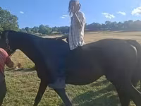 수말, Dutch warmblood horse — 사진 6