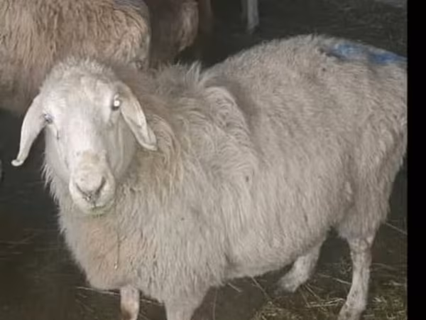 Sheep, Sheep — Kyrgyzstan