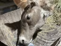 Bika, Swiss cattle — 6. fotó
