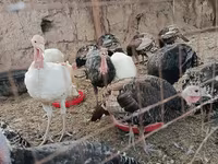 Turkeys — عکس 1