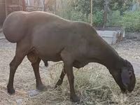 قوچ, Hissar sheep — عکس 2