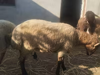 گوسفند (گروه، جنسیت مشخص نشده), گوسفند — عکس 6
