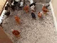 Chickens — foto 1