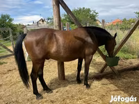 Kůň, Lipizzaner — foto 7