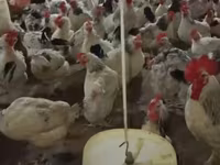 Chickens — عکس 1