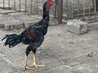 Guinea fowl — φωτογραφία 2