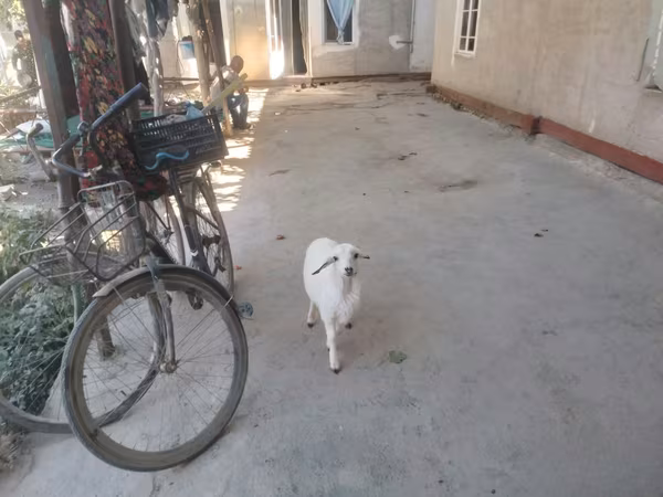 Kos, Juhok