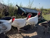 Turkeys — foto 4